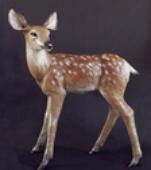 Fawn